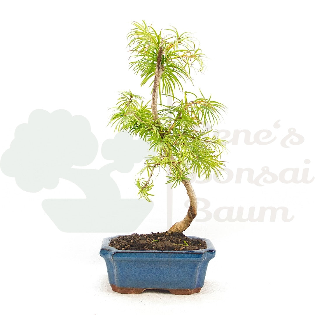 Goldlärche 'Pseudolarix amabilis'